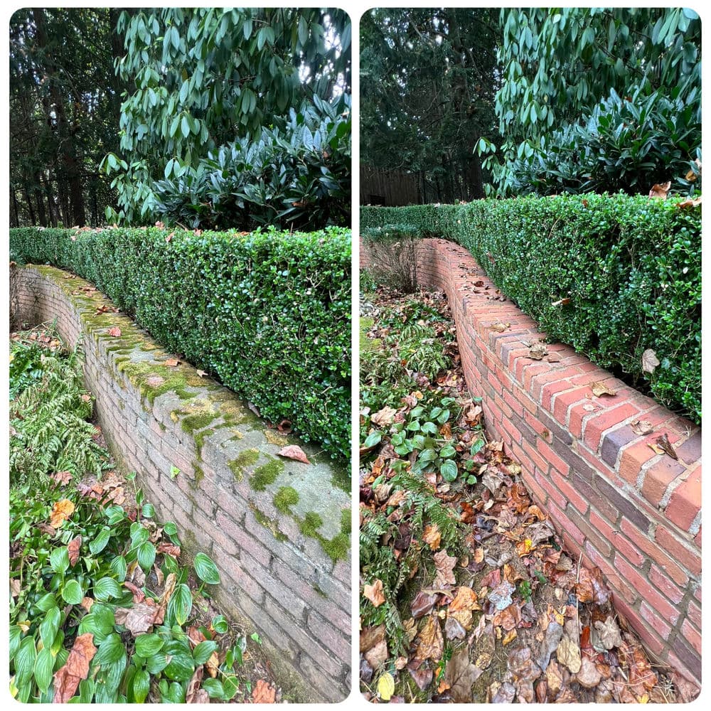 Before and after comparison of a landscaped garden wall with a brick base and lush hedges.